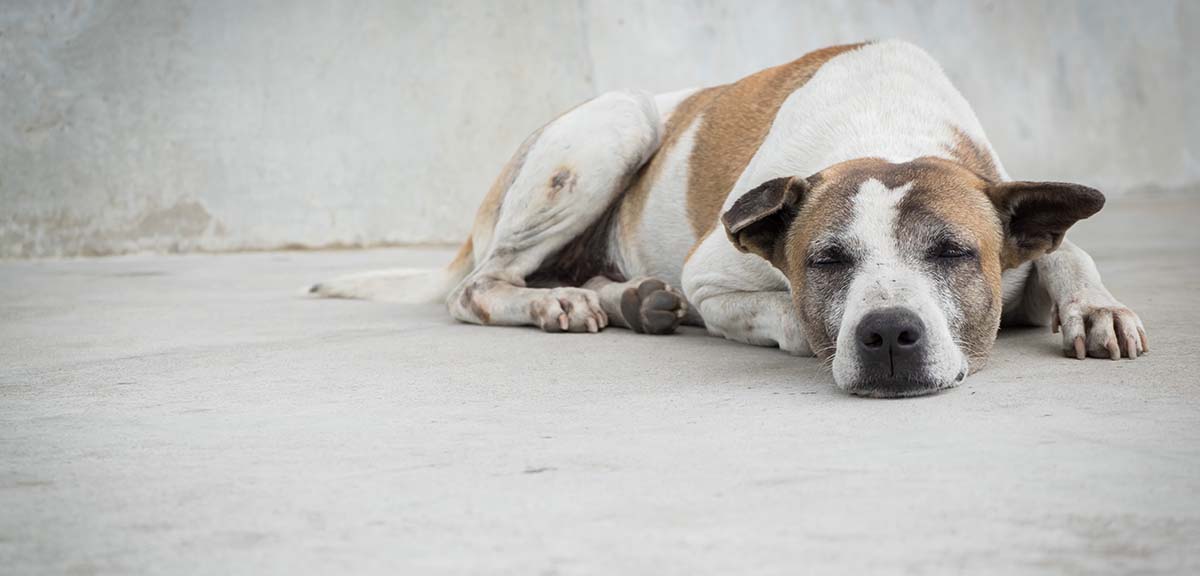 dimensión social y práctica