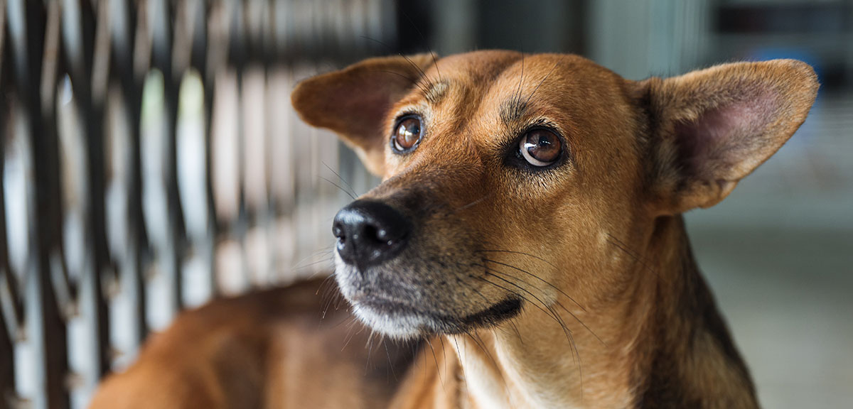 personas en situación de calle y mascotas